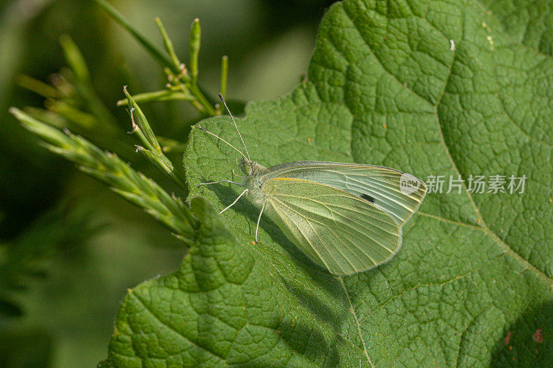 卷心菜蝴蝶(Pieris rapae)，锐舞的Pieride。